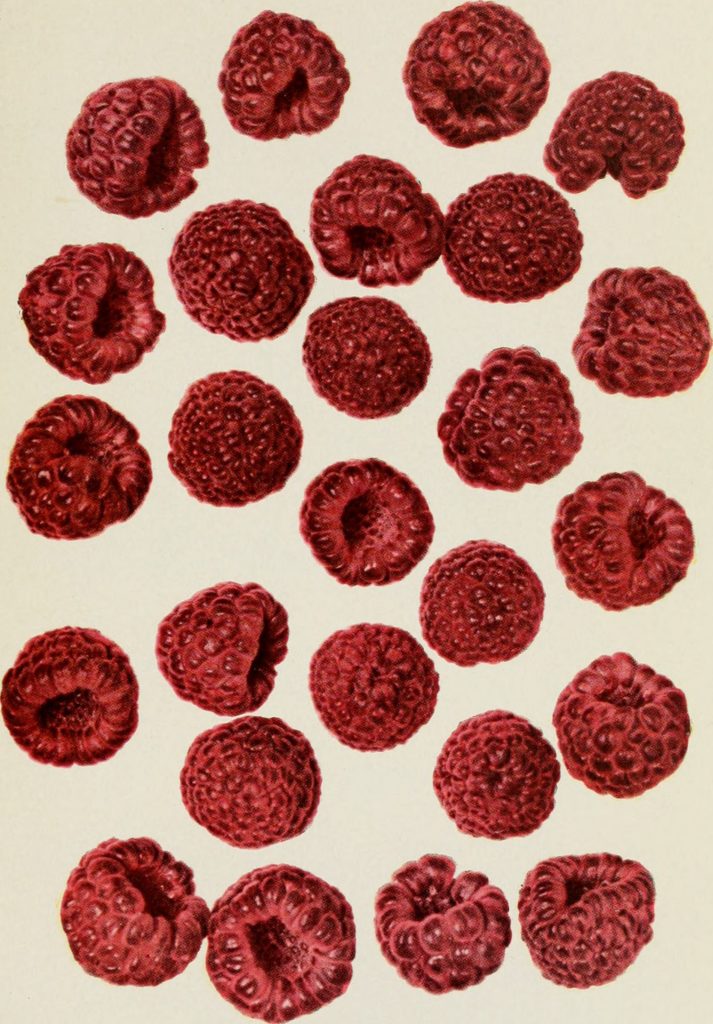 Raspberries (1890s)