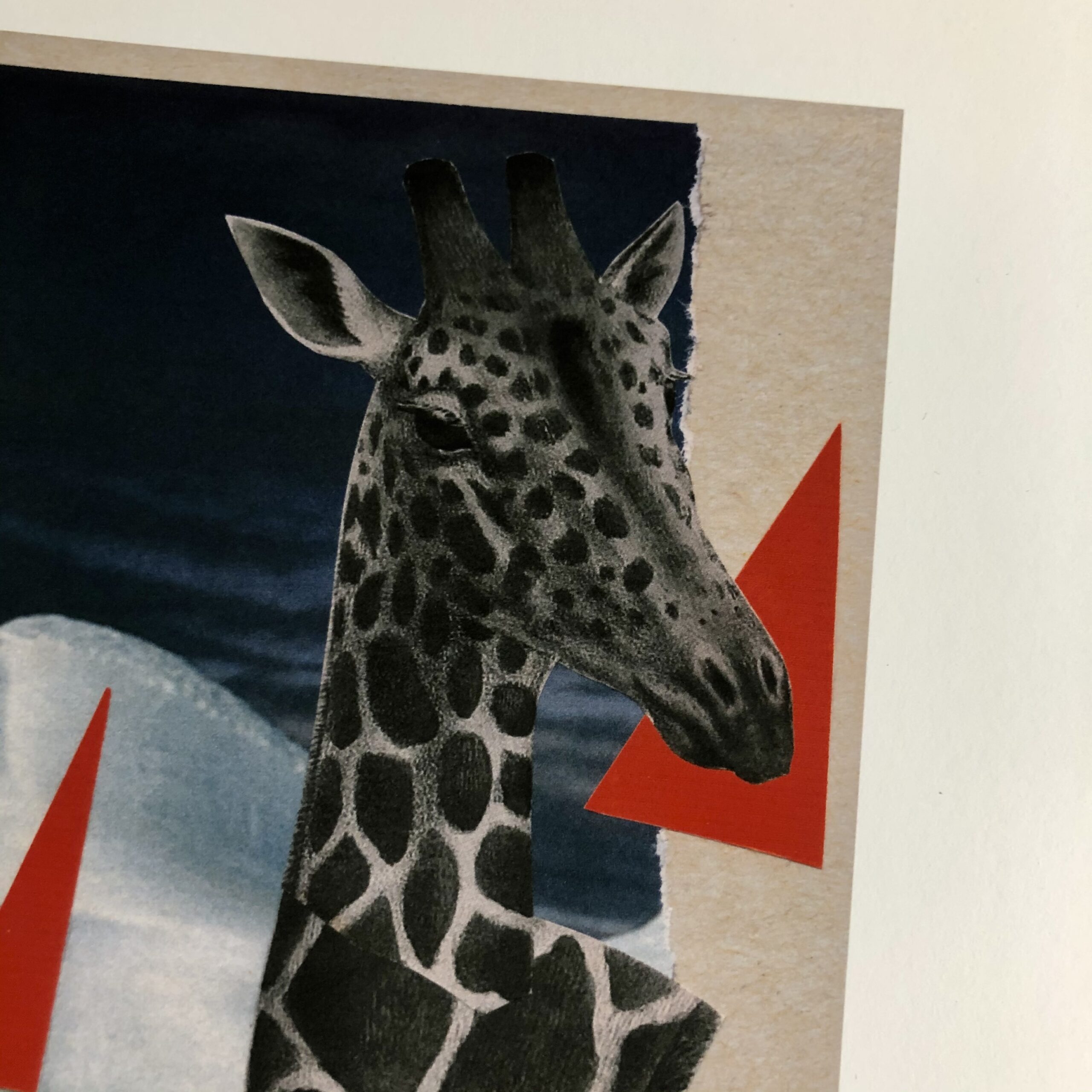 A collage of a black-and-white giraffe swimming in water with some large hot pink triangles and an iceberg. Below the water is a closed-caption style title: (GROANS SOFTLY). The 5 x 7 image is printed on 8 x 10 white paper with a wide border. This is a closeup of the giraffes face.